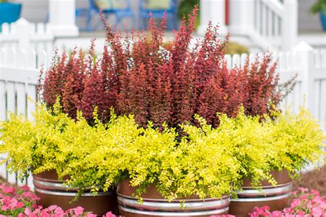 orange rocket barberry problems